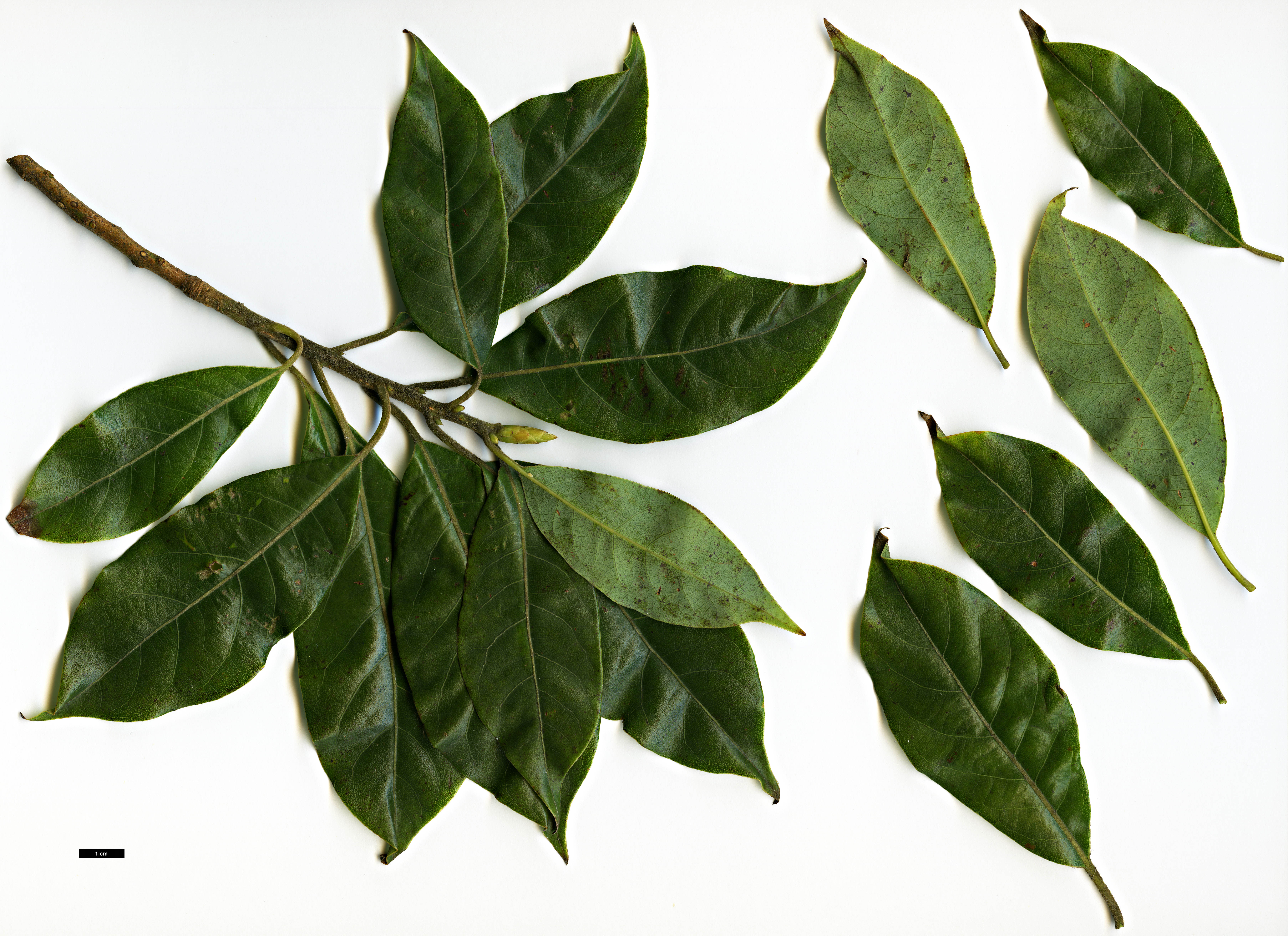 High resolution image: Family: Lauraceae - Genus: Dodecadenia - Taxon: grandiflora